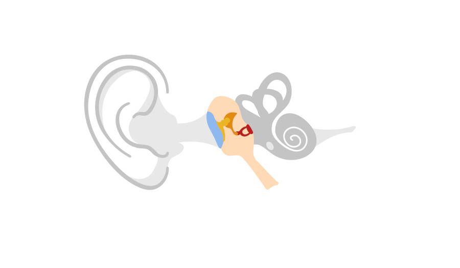 Fisiología de los oídos